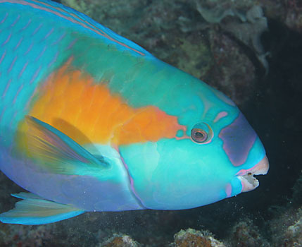 Pictures Of Parrot Fish - Free Parrot Fish pictures 