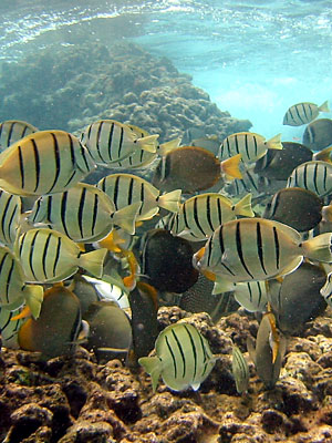 Convict Tangs, and White spotted butterfly fish feeding on the reef