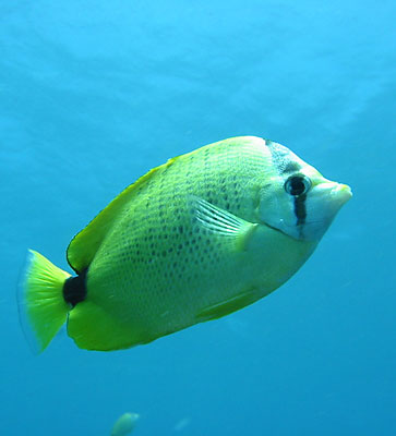 A milletseed butterfly fish swims by the surface.