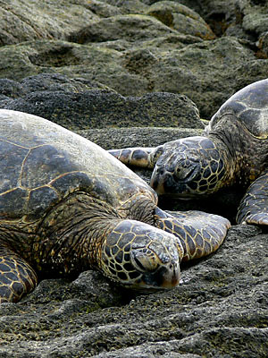Two green sea turtles or Honu in Hawaiian beach themself to rest. Kona, Big Island.